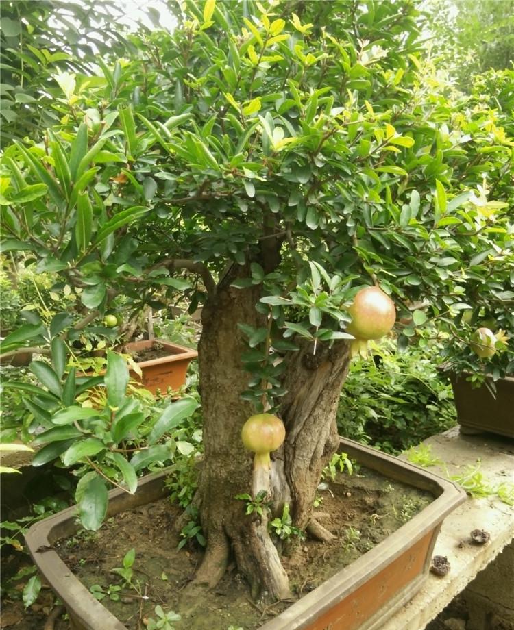 盆栽果树怎么养才能又大又甜呢,盆栽果树技巧