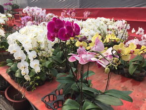 上海花卉批发市场在哪里[上海最大的花卉批发市场在哪]