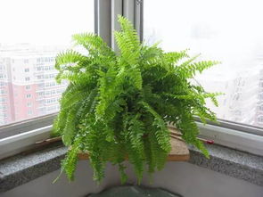 能净化空气的室内植物有哪些[能净化室内空气与环境的植物有什么]
