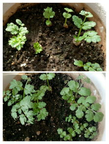 盆栽香菜生长的过程,盆栽香菜出苗后的管理