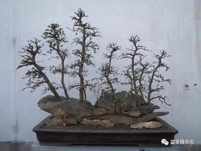 盆栽榆树能在外过各吗,榆树盆景可以在室内养吗