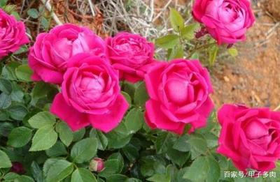 盆栽玫瑰花延长花期,盆栽玫瑰花的寿命