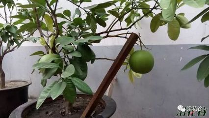小盆栽柚子,盆栽柚子树可以放在家里吗?