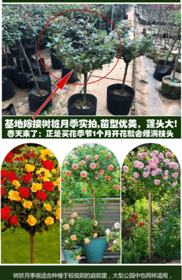 阳台盆栽蔷薇的种植方法,阳台怎么养蔷薇花